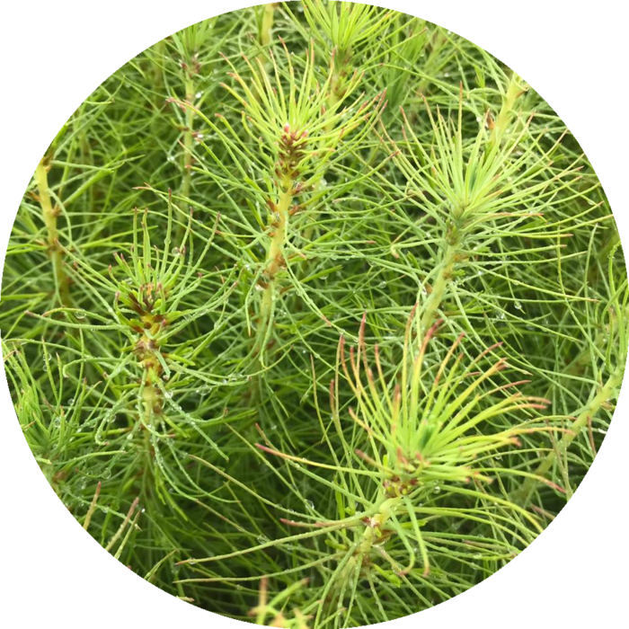 Pinus taeda 2ª geração Viflona Viveiro Florestal